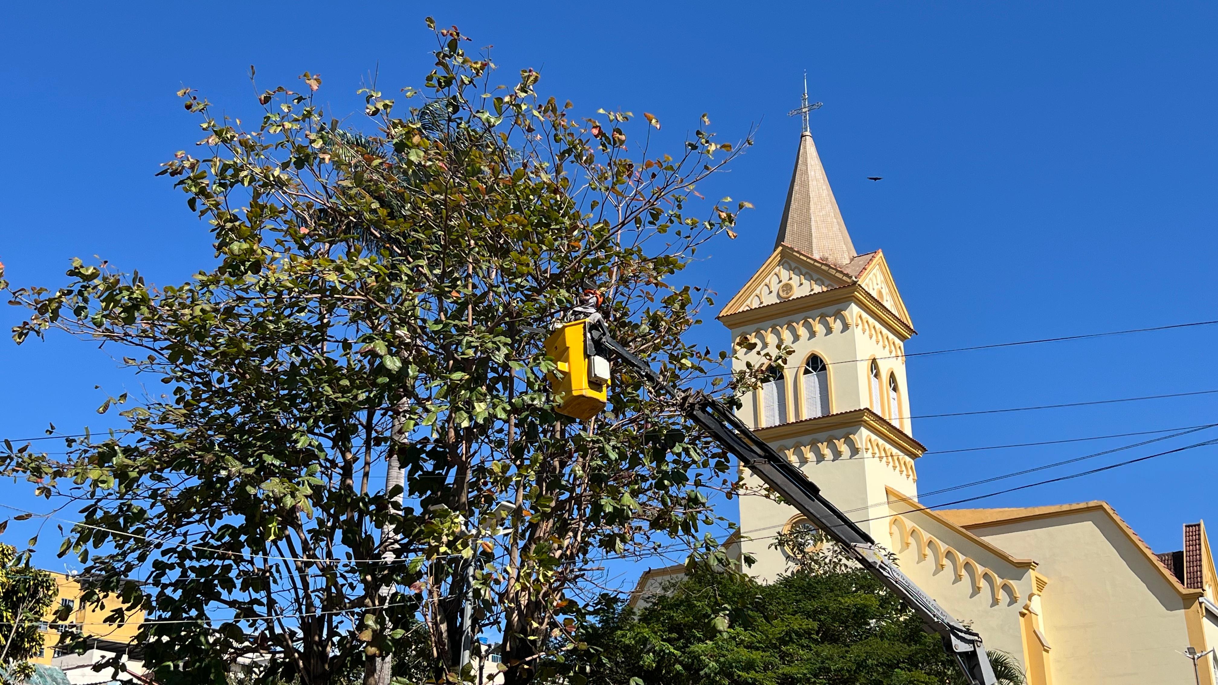 Nova lei federal autoriza moradores a podar árvores após 45 dias sem resposta do poder público